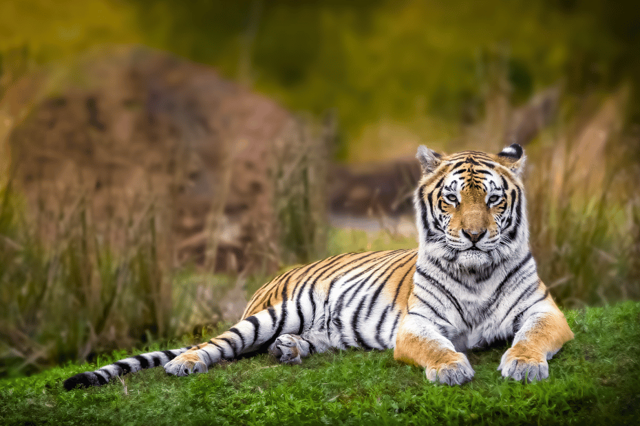 Royal Bengal Tiger Wildlife Jungle Safari